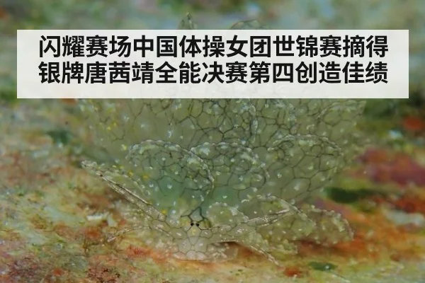 闪耀赛场中国体操女团世锦赛摘得银牌唐茜靖全能决赛第四创造佳绩